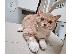 PoulaTo: British Shorthair Kittens For Sale